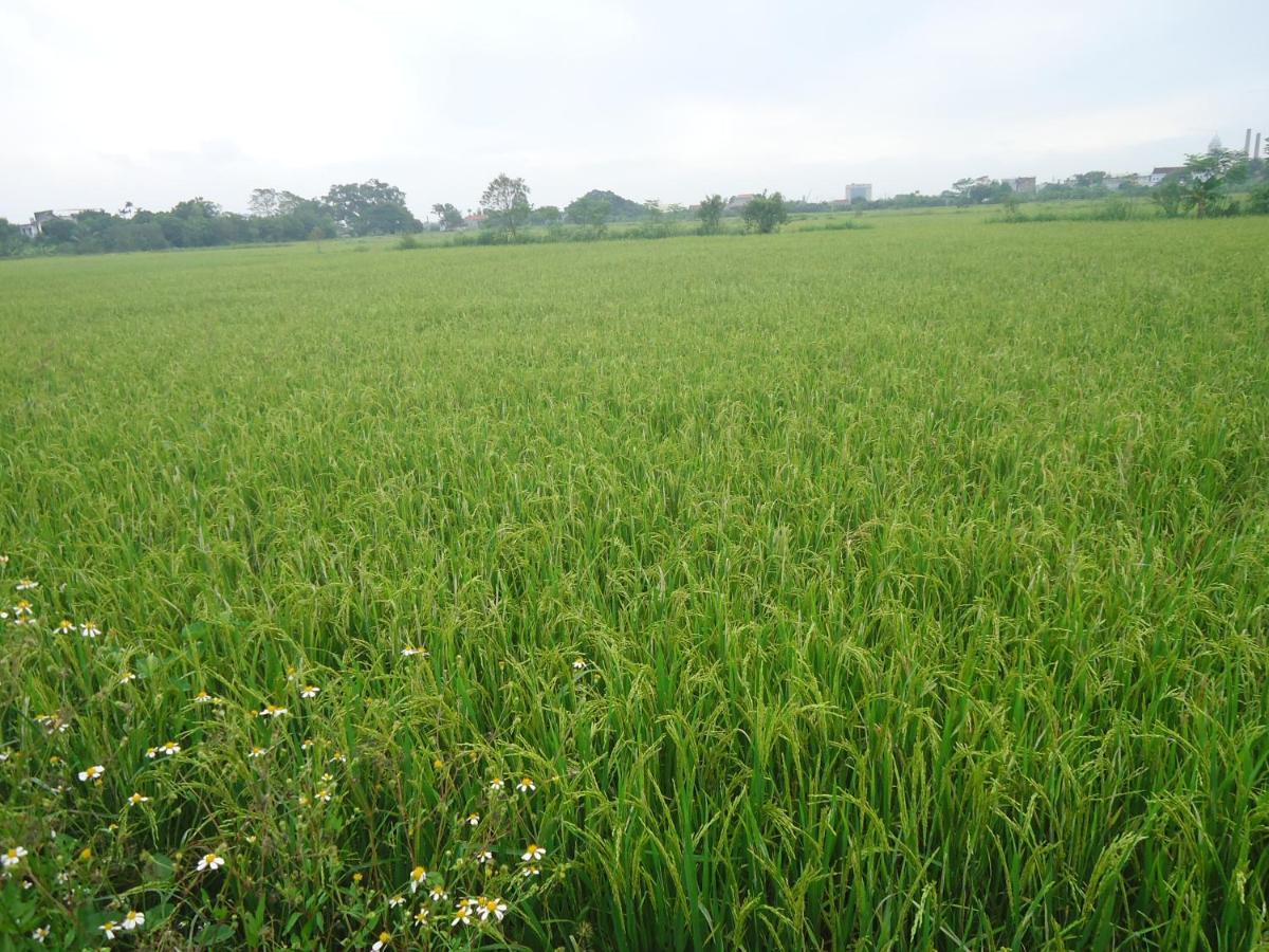 Green Space Homestay Ninh Binh Exterior photo